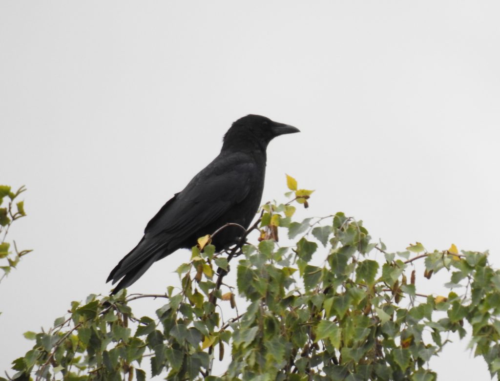 Carrion Crow / Rabenkrähe