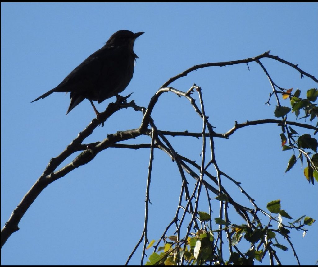 Blackbird / Amsel